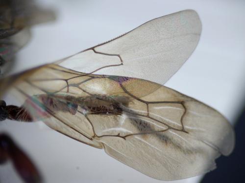 Tiphia femorata